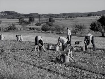 Sbírání brambor na Světeláku